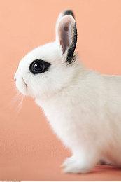 《群星》四海皆臣DLC发售  Steam综合评价“多半好评”